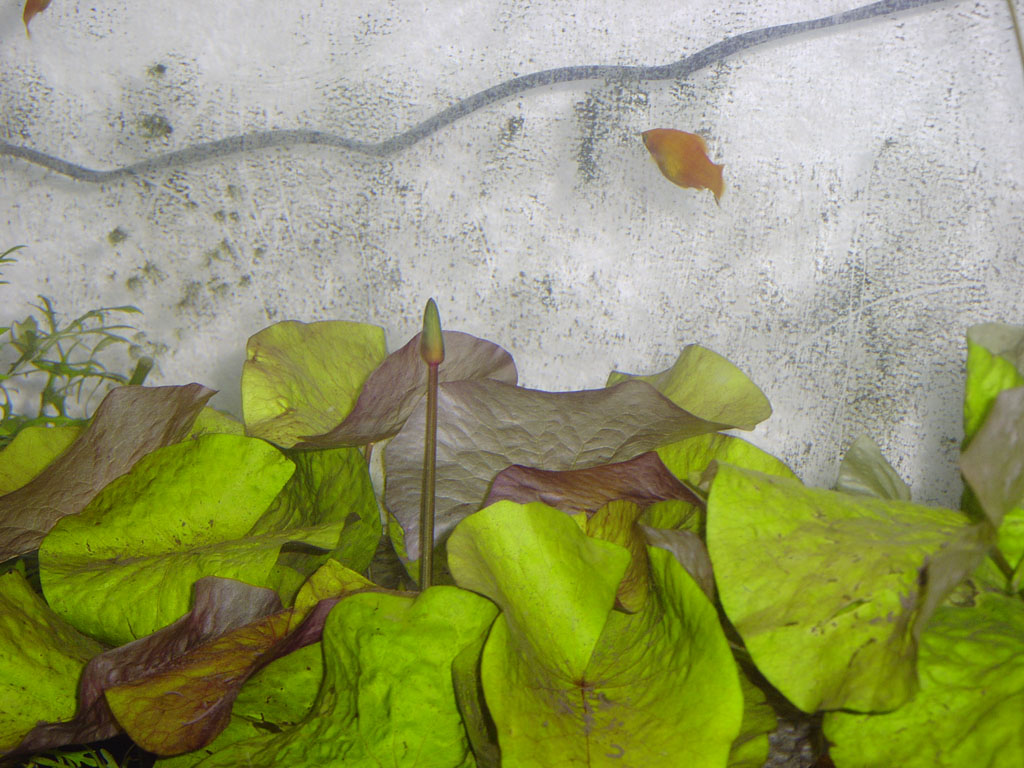 Nymphaea minuta Dec 31 05 submerged buds Image004